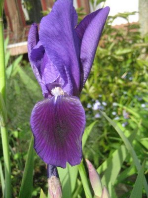 Iris_unbek.04.08-2.jpg