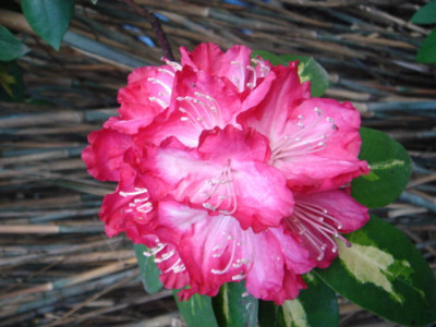 Rhododendron_Theodor_Roosevelt_4.JPG