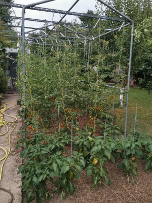 Tomaten paprika 20220720.jpeg