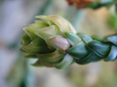 Athrotaxis_laxifolius.JPG