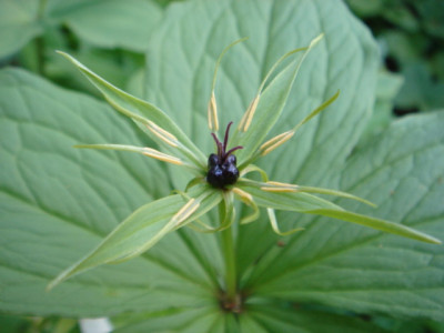 Paris_quadrifolia_1.JPG