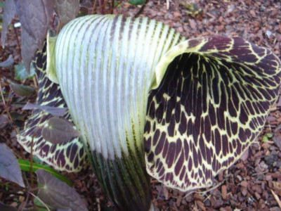 Arisaema_griffithii_3.JPG