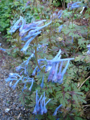 Corydalis_unbek.2.JPG