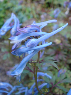 Corydalis_unbek.0.JPG