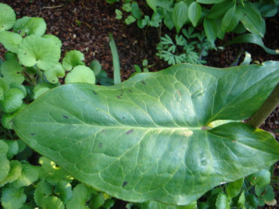 Arum_concinnatum_Black_Spotted.JPG