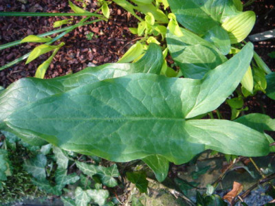 Arum_dioscoridis_Spectabilis_1.JPG