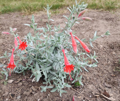 Zauschneria.jpg