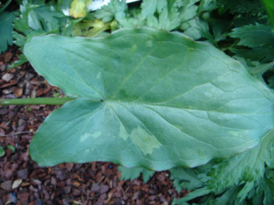 Arum_concinnatum.JPG