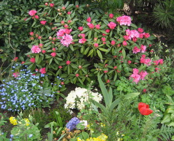 Garten_29.04.2008_020.jpg