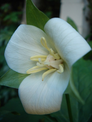 Trillium_flexipes_4.JPG