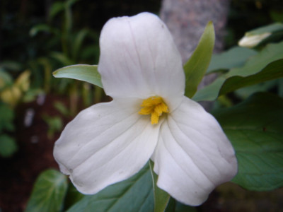 Trillium_nivale_3.JPG