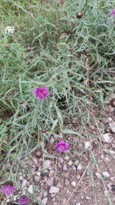 IMG-20220721-WA0016.jpeg