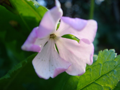Primula_sieboldii_Pushimisota.JPG