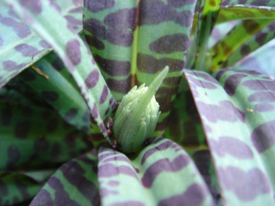 Dactylorhiza_maculata_1.JPG