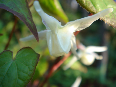 Epimedium_grandiflorum_Nanum_2.JPG