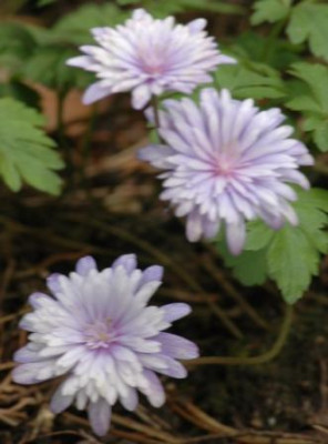 Anemone_apennina_doppelt.jpg