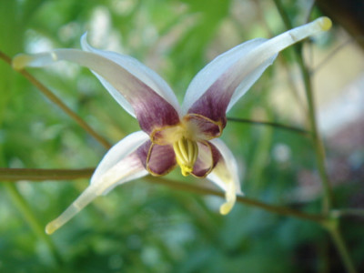 Epimedium_acuminatum.JPG