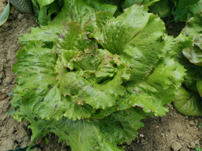 Salat Randen.jpeg