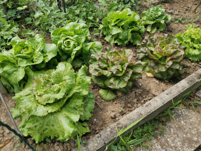 Salat sativa mix 20220721.jpeg