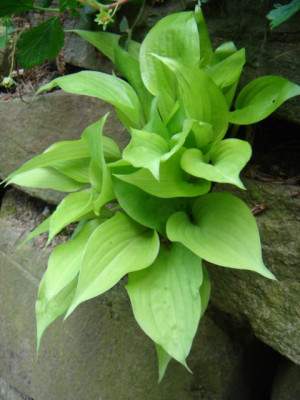 Hosta_Brandywine_1.JPG