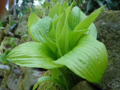 Hosta_Temple_Bells.JPG