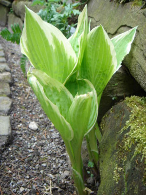 Hosta_Undulata_Albomarginata.JPG