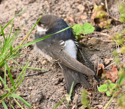 Vogelkind_220722_1.jpg