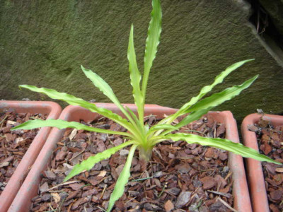 Hosta_Hacksaw.JPG