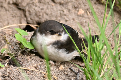Vogelkind_220722_2.jpg