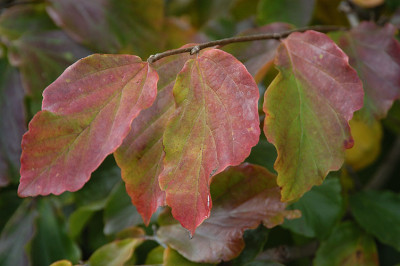 herbstfarben_7847.jpg
