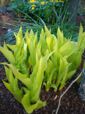 Hosta_Hadspen_Samphire.JPG