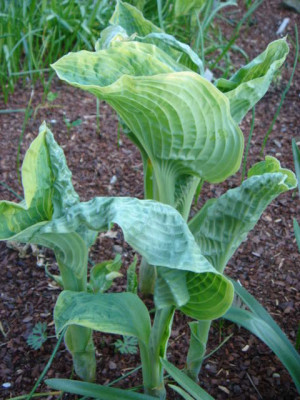 Hosta_Alligator_Shoes.JPG
