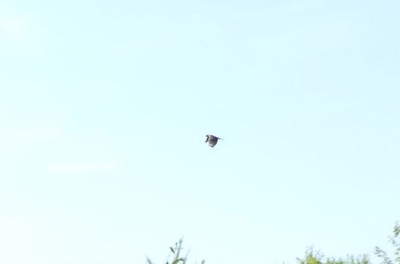2022-07-22 Greifvogel.jpg