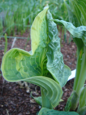 Hosta_Alligator_Shoes_1.JPG
