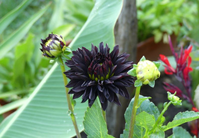 2022-07-22 Dahlia 'Czarny Charakter'.jpg