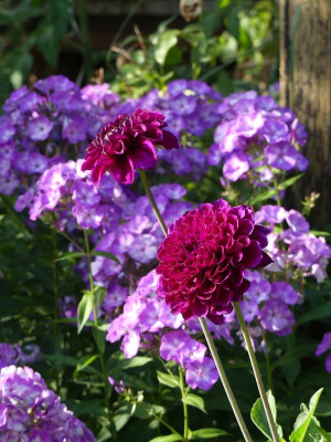 2022-07-22 Dahlia 1.jpg