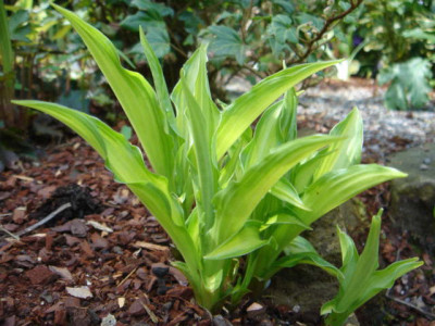 Hosta_Medusa.JPG