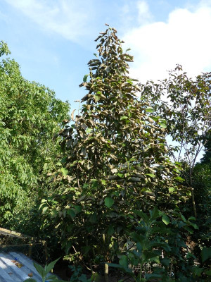 2022-07-22 Magnolia 'Westonbirt' 1.jpg