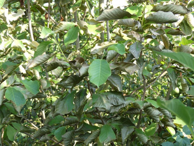 2022-07-22 Magnolia 'Westonbirt' 2.jpg