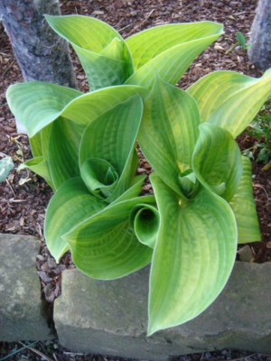 Hosta_Helios.JPG