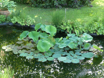 2022-07-22 Nelumbo.jpg