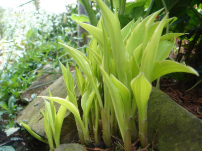 Hosta_Lemon_Lime.JPG