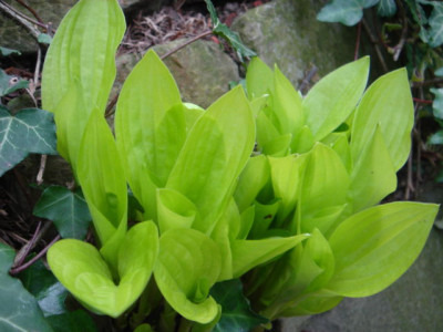 Hosta_Subcrocea.JPG