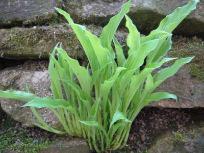 Hosta_Curls.JPG