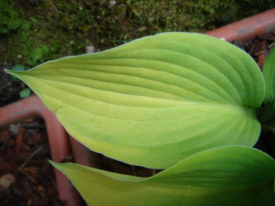 Hosta_Richland_Gold_Blatt.JPG