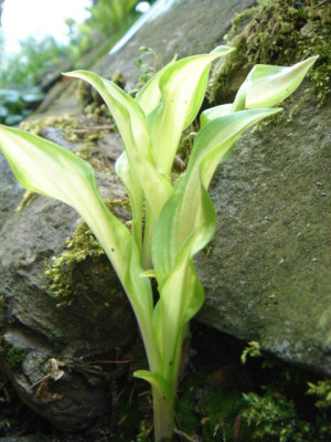 Hosta_Lakeside_Doodad.JPG