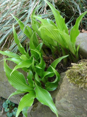 Hosta_tardiflora.JPG