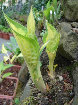 Hosta_Orange_Marmalade.JPG