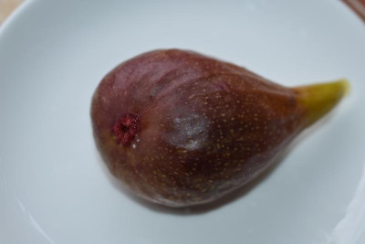 Breba Feige Göbrichen 001.JPG