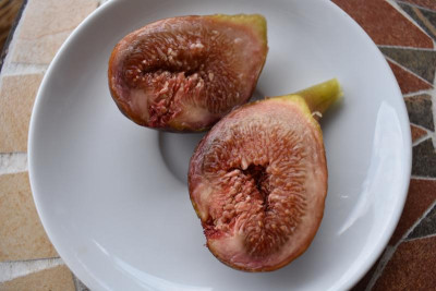 Breba Feige Göbrichen 005.JPG